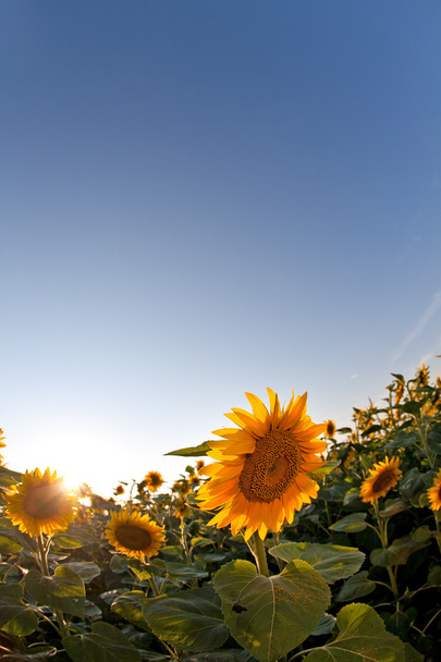 Sunflower in spring field. Vertical shot - Photo, Image