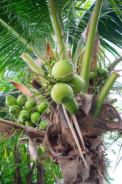 Kookospähkinöitä kookospuussa
 - Valokuva, kuva