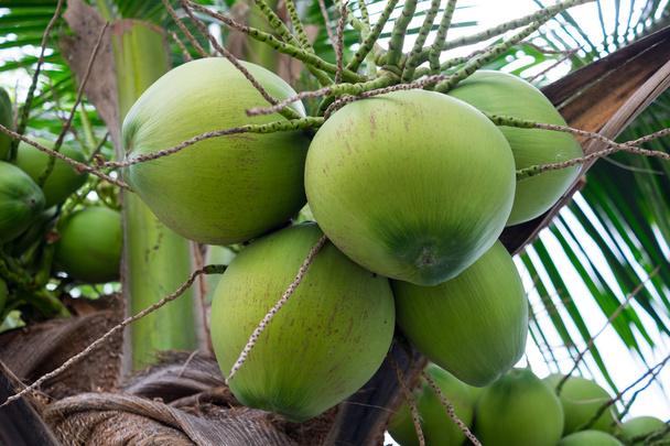 Bando de cocos no coqueiro
 - Foto, Imagem