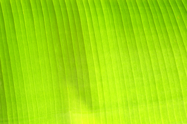 Banana leaves - Zdjęcie, obraz