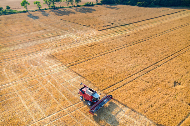 Combinaciones y tractores que trabajan en el campo de trigo
 - Foto, Imagen