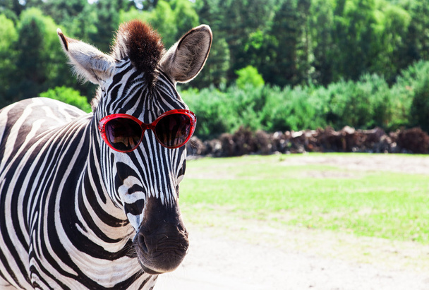 Funny zebra with sunglasses - Photo, Image