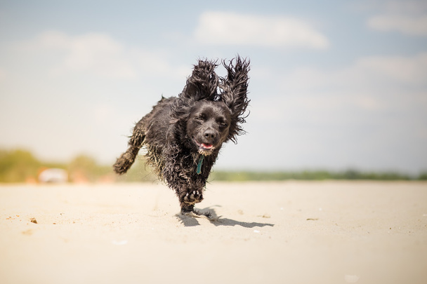 σκύλος τρέχει στην παραλία - Φωτογραφία, εικόνα