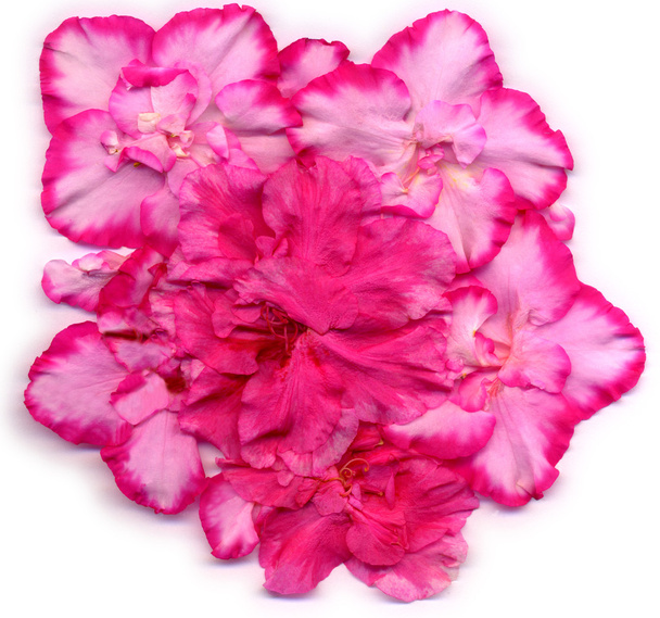 Disegnato Rosette mbH da diversi fiori di azalea
 - Foto, immagini