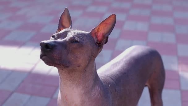 Hund blickt auf die Kamera im Hof - Filmmaterial, Video