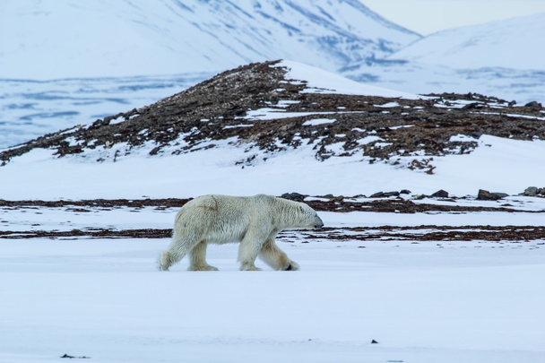 Arctic spring in Spitsbergen.  Polar bear in the area fjord Hornsund. - Photo, Image