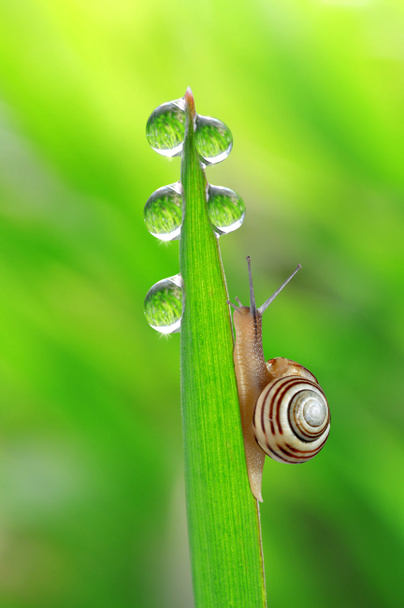 Snail on dewy grass - Photo, Image
