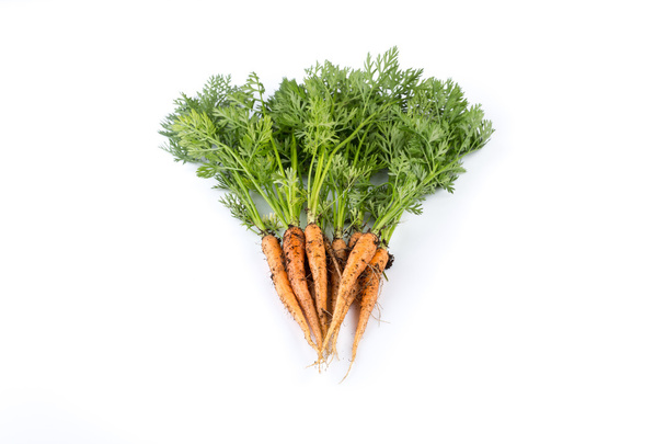 freshly picked carrots  - Fotografie, Obrázek