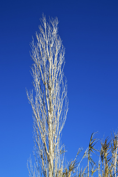  puu taivaalla morocco afrikkalainen
   - Valokuva, kuva