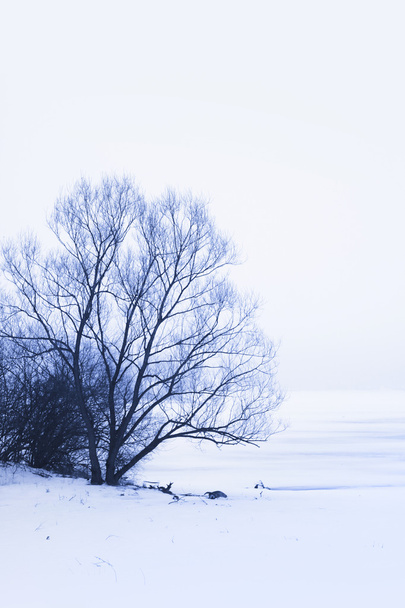 Зимняя сцена
 - Фото, изображение