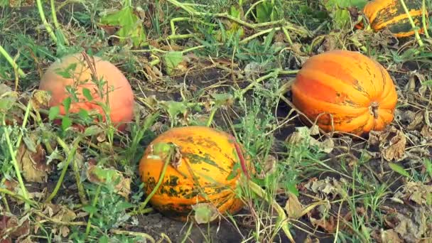 Ripe pumpkins in the garden - Footage, Video