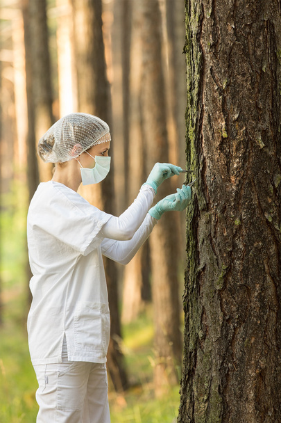 Scientist examining the forest - Foto, afbeelding