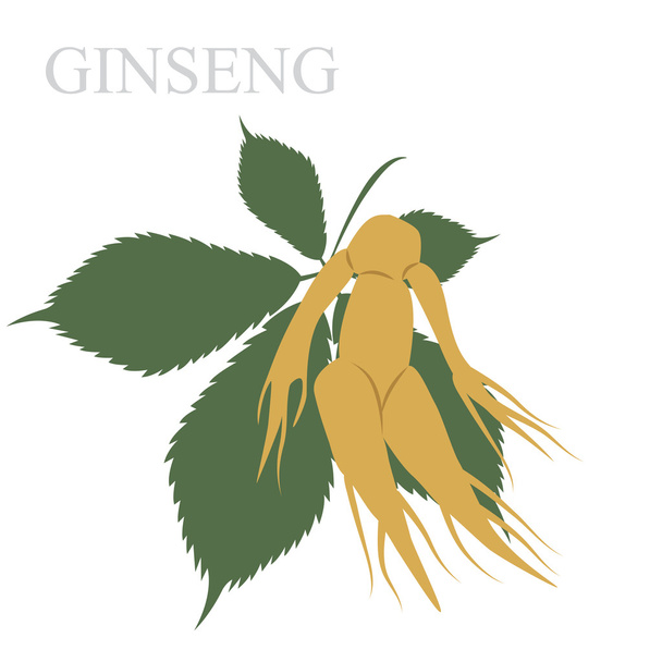 εικονογράφηση ginseng. διανυσματική μορφή - Διάνυσμα, εικόνα