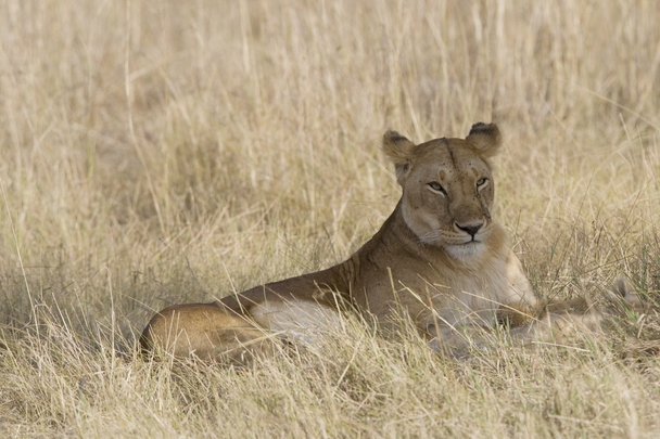 Naarasleijonat Masai Marassa
 - Valokuva, kuva