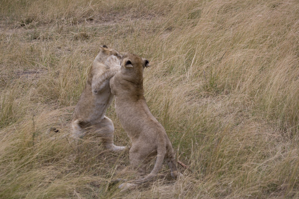 Młode lwy gry walka w masai mara - Zdjęcie, obraz