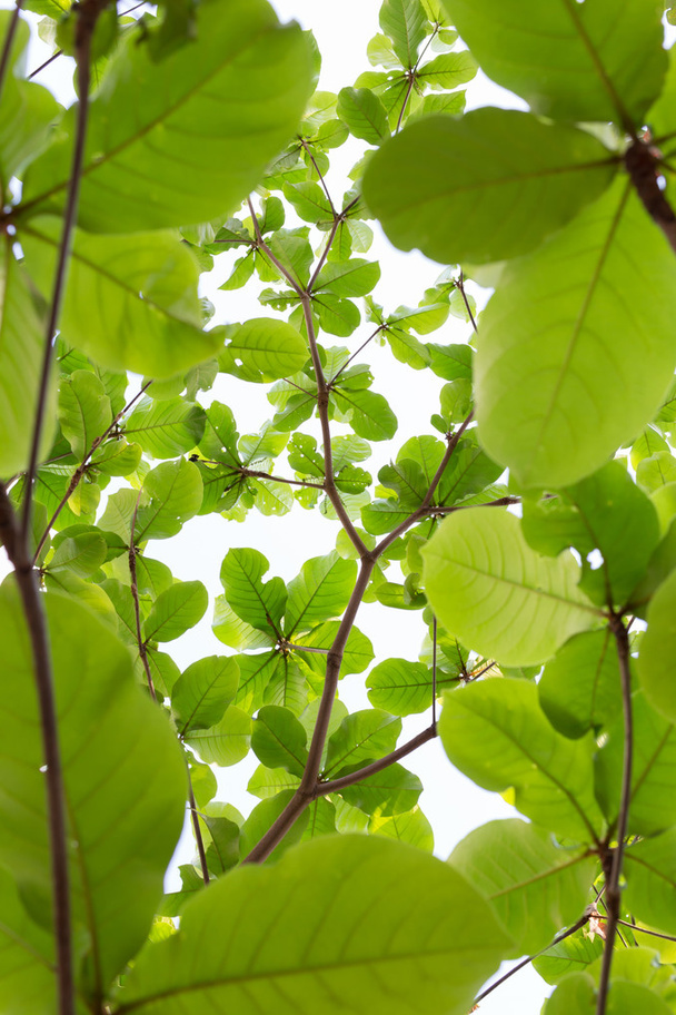 hojas verdes naturaleza en el árbol, fondo del ambiente verde
 - Foto, imagen
