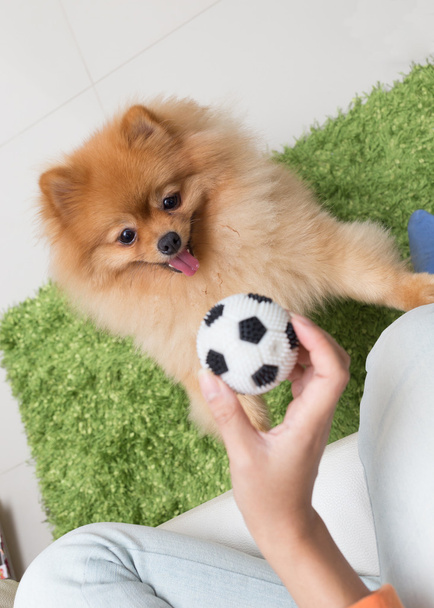carino animali domestici pomerania cane felice giocare a palla in casa
 - Foto, immagini