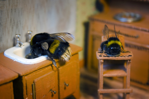 Escenas de la vida de la familia de abejorros
. - Foto, imagen