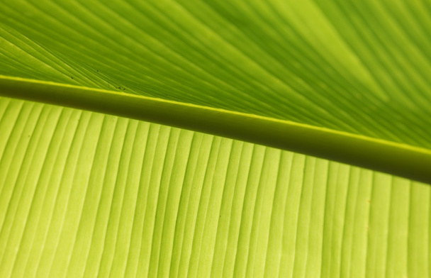 green Leaf texture - Valokuva, kuva