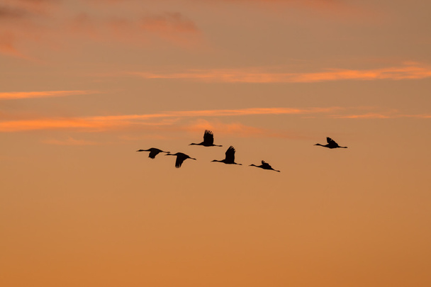 Sandhill jeřáby v letu při východu slunce - Fotografie, Obrázek