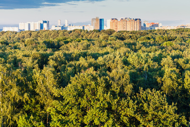 πράσινο δέντρο κορώνες και πόλη στον ορίζοντα το καλοκαίρι - Φωτογραφία, εικόνα