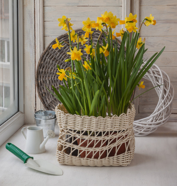 Daffodils in a white basket - Valokuva, kuva