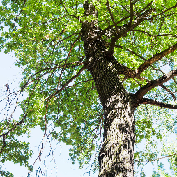 vista inferiore della cima e del tronco di quercia in estate
 - Foto, immagini