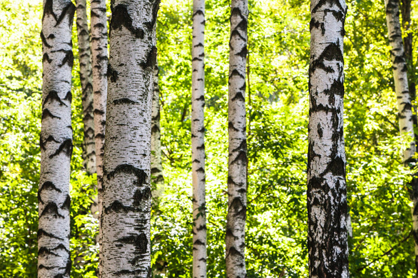 white birch trees trunks in woods in summer - Photo, Image