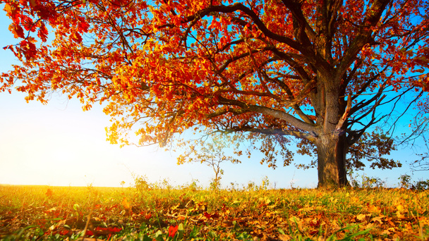 Autumn oak - Photo, Image