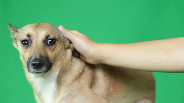 Παιδιά χέρι απαλά, χαϊδεύοντας το σκυλί στην πράσινη οθόνη - Πλάνα, βίντεο