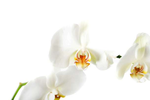 Branch of orchid flowers - Fotoğraf, Görsel