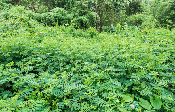 image of Sensitive plant forest  in thailand . - Photo, Image