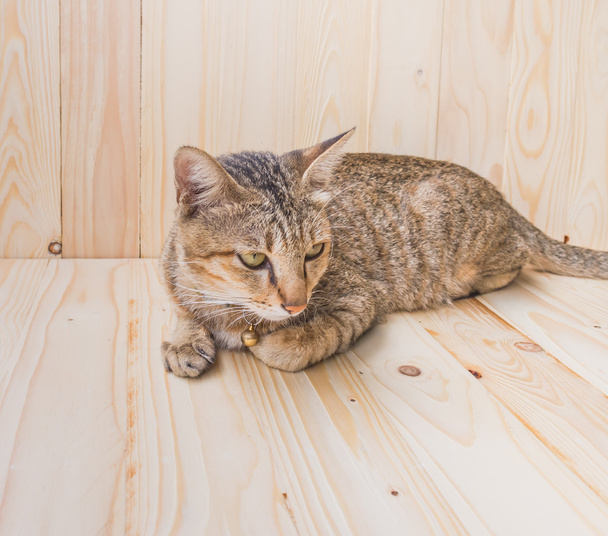 afbeelding van bruine kleur Thaise kat liggend op houten vloer en achtergrond. - Foto, afbeelding