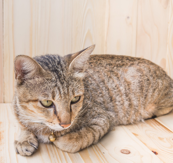 chat sur fond bois
  - Photo, image