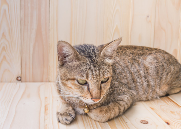 afbeelding van bruine kleur Thaise kat liggend op houten vloer en achtergrond. - Foto, afbeelding
