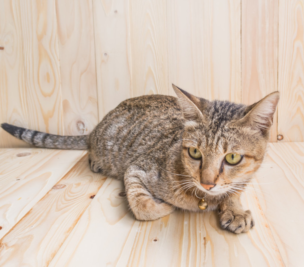 image of brown color Thai cat lying On wood floor and background. - Photo, Image