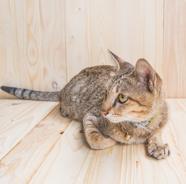 Bild von brauner Farbe Thai Katze liegt auf Holzboden und Hintergrund. - Foto, Bild