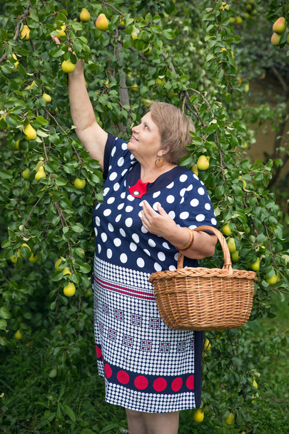 Pensioner woman with basket under pear tree - Foto, afbeelding
