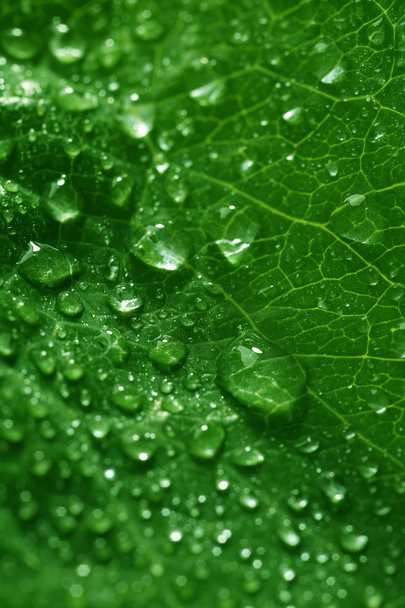 Green leaf with droplets, closeup - Фото, зображення