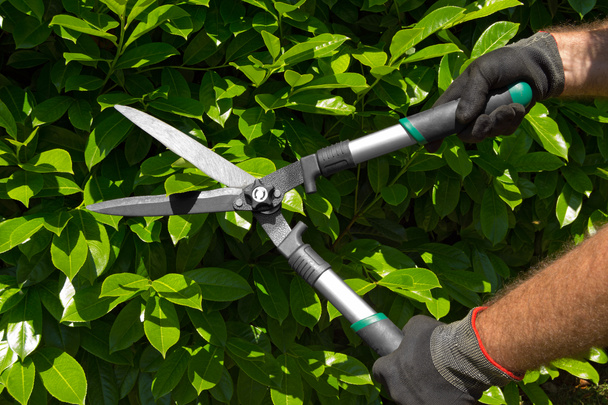 Professional Gardener Pruning a Hedge - Photo, Image