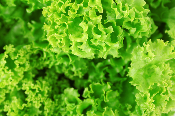Green fresh lettuce close up - Φωτογραφία, εικόνα