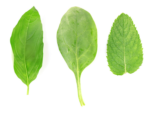 Green fresh leaves isolated on white - Photo, image
