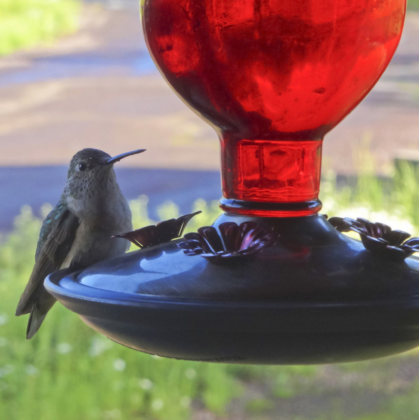 Une femelle colibri roux à une mangeoire
 - Photo, image