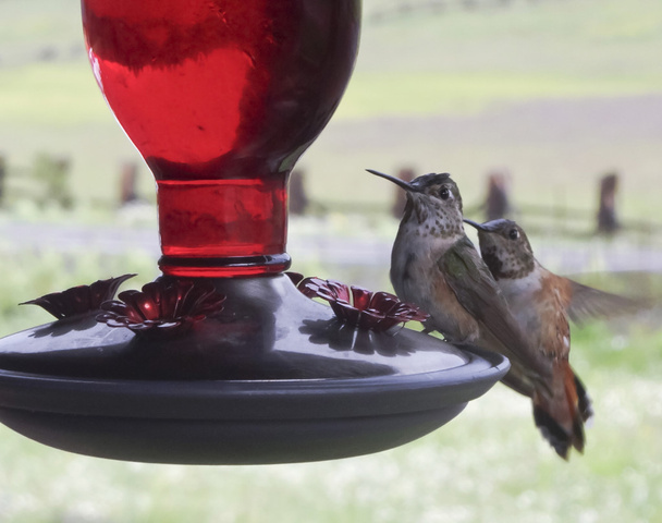 Een paar vrouwelijke Rosse kolibries bij een voeder - Foto, afbeelding
