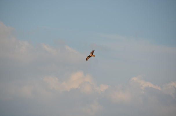Volavka popelavá v Sardinii - Fotografie, Obrázek