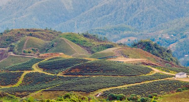 холм Са Па. Лао Кай Вьетнам
 - Фото, изображение