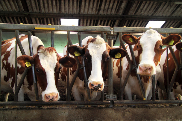 Οι αγελάδες είναι υποζύγια - Φωτογραφία, εικόνα