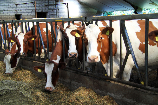 çiftlik hayvanları - Fotoğraf, Görsel