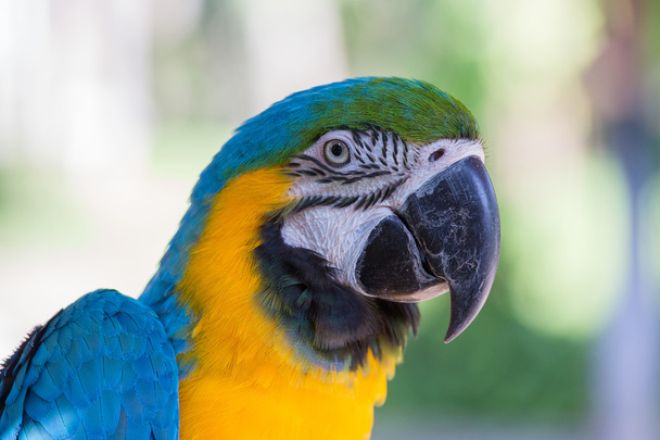 Blue and Yellow Macaw Parrot in Bali Bird Park,, Indonesia - Foto, immagini