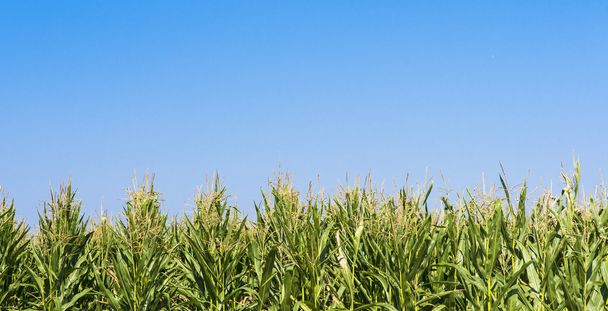 Maize or corn field growing up on blue sky. - Фото, изображение